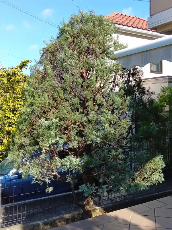 町田市でブルーアイスを剪定。高さを抑えつつ、美しい銀青色の葉を活かしてスマートな樹形に再生