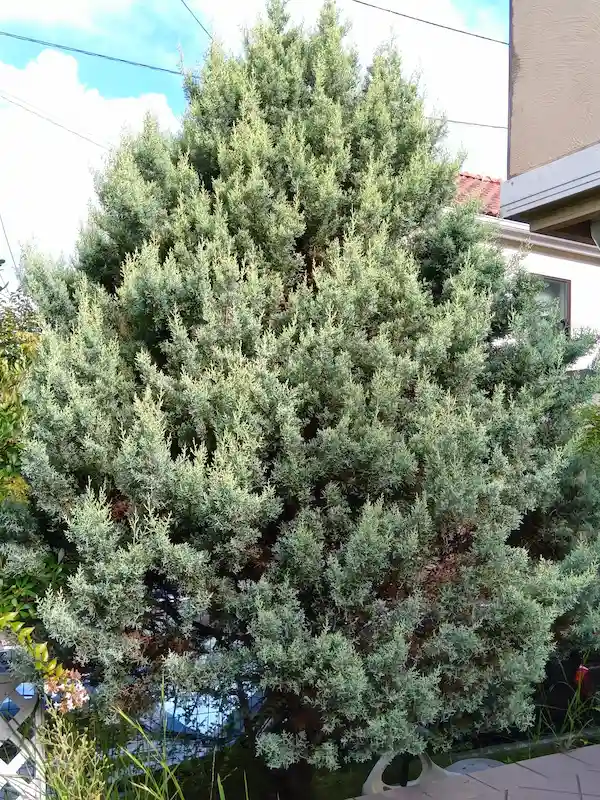 町田市でのブルーアイス剪定前。成長が早く枝が暴れ、樹形が大きく崩れてしまった状態