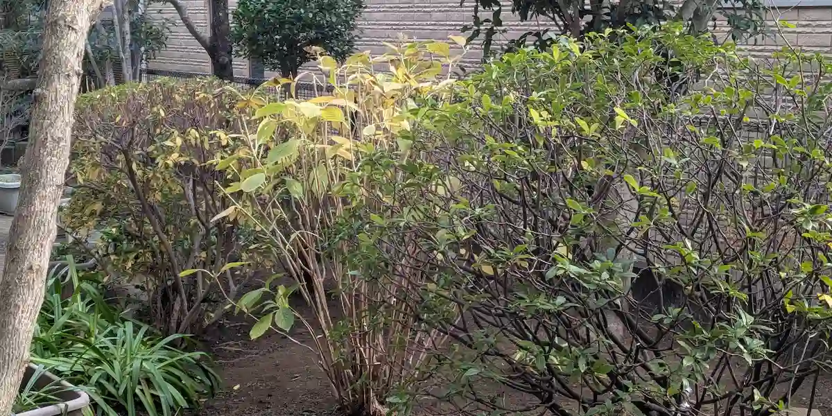 町田市内での庭木剪定・伐採・お庭の手入れ施工事例集。地元の植木屋による剪定後の写真