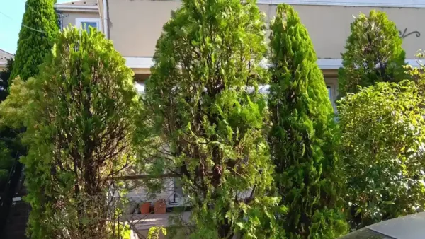 町田市能ヶ谷町のコニファー(エレガンテシマなど)剪定事例|枯らさず小さく戻すコツ【植木屋涼風】