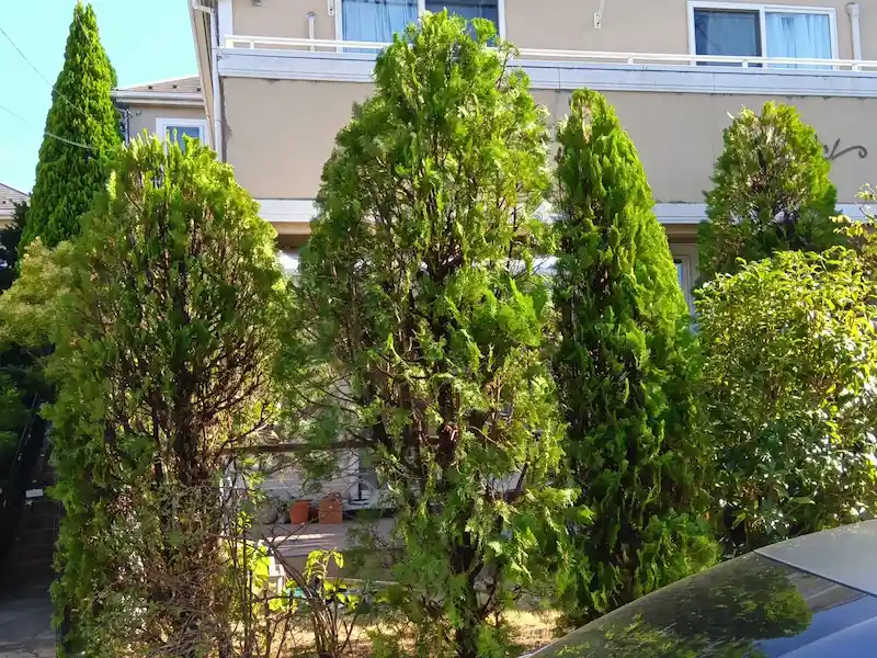 町田市でコニファーを剪定。高さを揃えてスッキリと整え、お家の外観が明るく綺麗になった様子