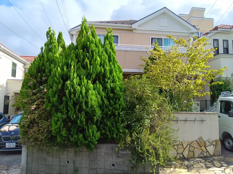 町田市でのコニファー剪定前。生垣が大きく成長し、建物の外観や見通しを遮っている様子