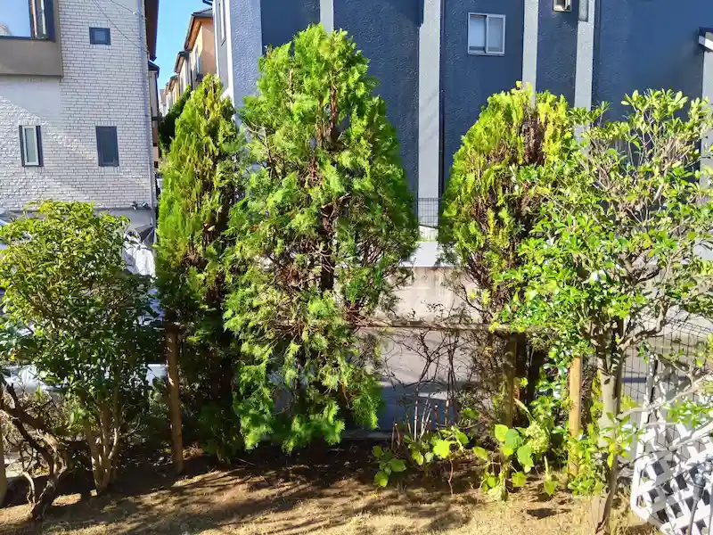 町田市でコニファーを透かし剪定。窓からの視界が広がり、室内まで光が差し込むようになった様子