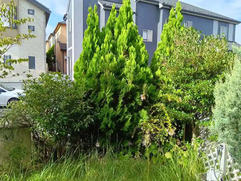 町田市でのコニファー剪定前。室内から見た際、伸びた枝葉が窓を塞ぎ、部屋が暗くなっている様子