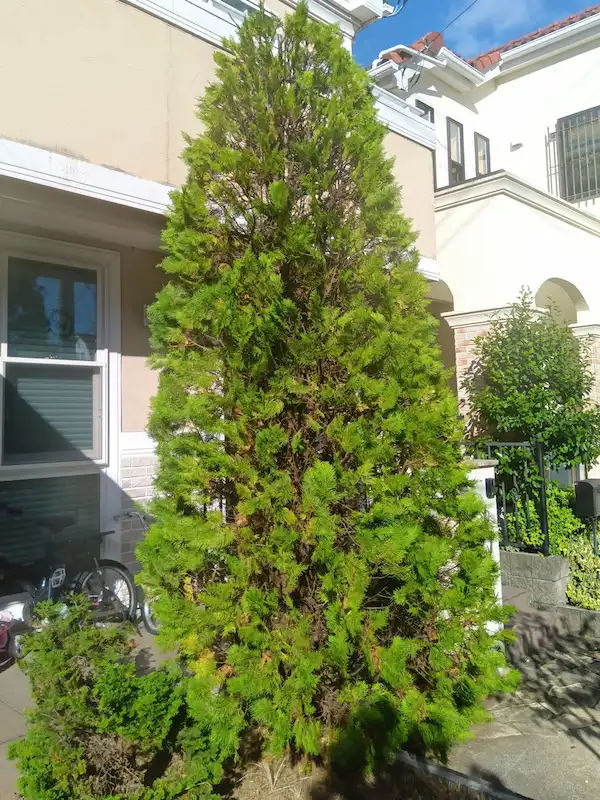 町田市でエレガンテシマを剪定。円錐形の樹形を美しく整え、風通し良く仕上げた作業後の様子