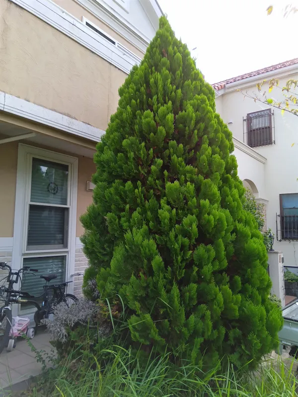 町田市でのエレガンテシマ剪定作業前。大きく広がり、内部に枯れ枝が目立つ状態