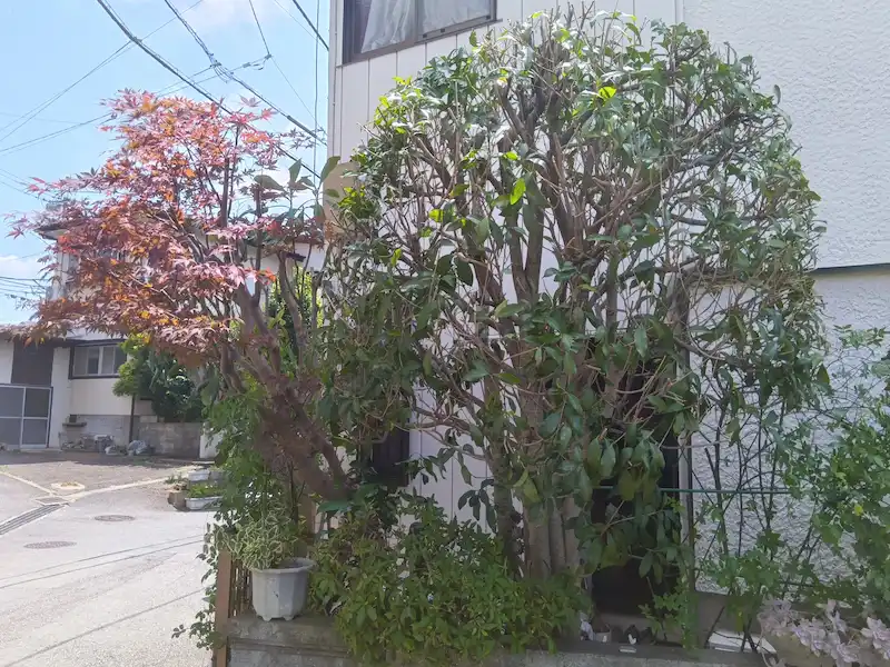 町田市金井でのモミジとキンモクセイの剪定後の仕上がり