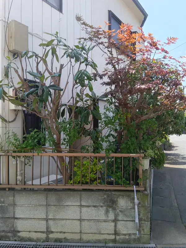 町田市金井でのモミジとユズリハの剪定後の仕上がり