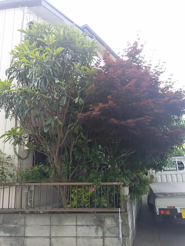 町田市金井でのモミジとユズリハの剪定前の様子