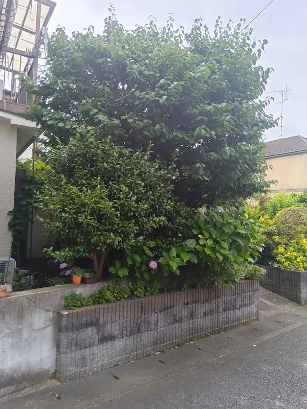 町田市金井でのウメの剪定前の様子