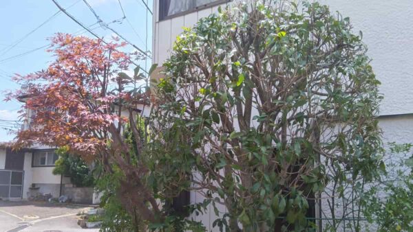 町田市金井の強剪定事例｜ウメ・キンモクセイの骨格作り【植木屋涼風】