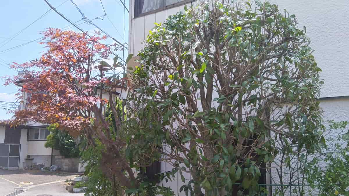 町田市金井での剪定作業の様子