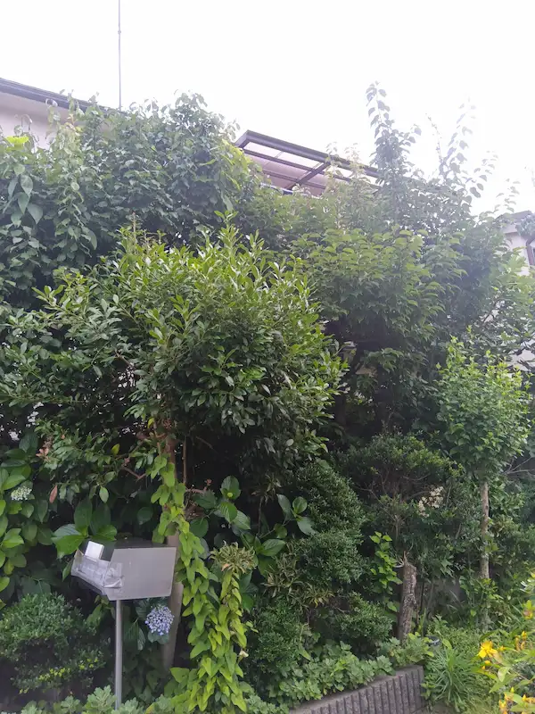 町田市金井での道路側から見たお庭の剪定前の様子