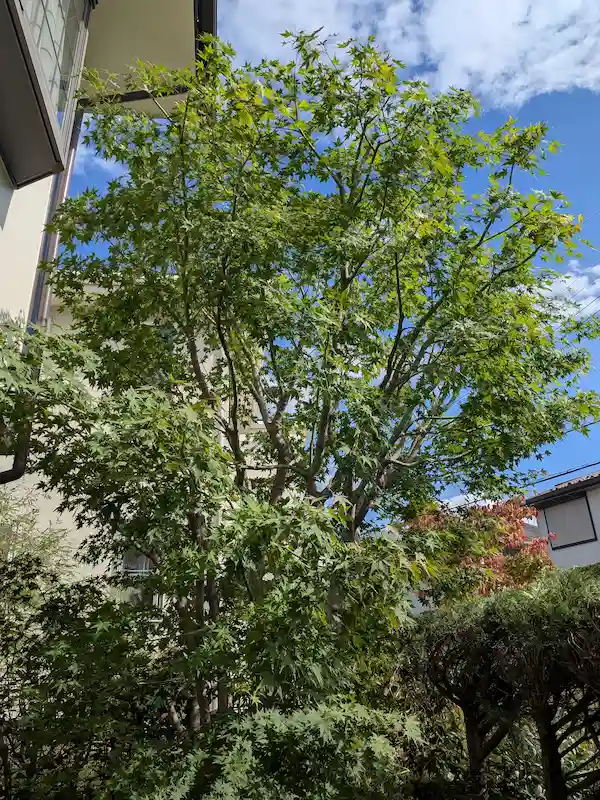 町田市三輪町でのモミジ剪定後。プロの透かし剪定で、自然な樹形と風通しを回復。