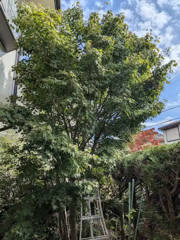 町田市三輪町でのモミジ剪定前。枝が密集し、樹形が乱れて日当たりが悪くなった様