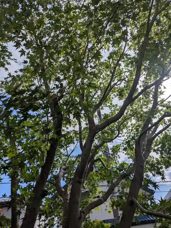 町田市三輪町のモミジを庭から見上げた剪定後の様子。透かし剪定により枝の間から木漏れ日が差し込む。