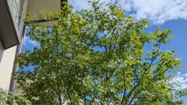 町田市三輪町のモミジ剪定事例｜枝先を触らず「透かし」で魅せる技術【植木屋涼風】