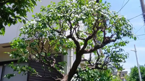 川崎市宮前区菅生のウメ剪定事例|「おつり」を許さない職人のこだわり【植木屋涼風】