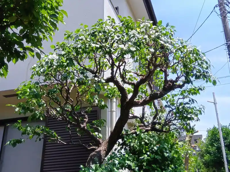 川崎市宮前区でウメを剪定。不要な枝を整理し、翌春の花付きを良くするために樹形を整えた様子