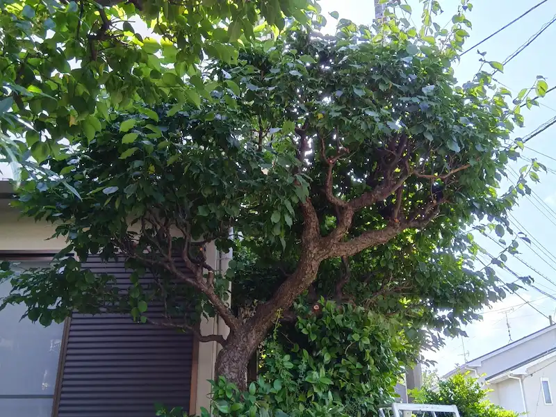 川崎市宮前区でのウメ剪定前。徒長枝が伸び放題になり、樹形が乱れて花芽が見えにくい状態