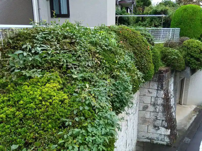 川崎市多摩区生田での植え込みの刈り込み・剪定作業前の様子