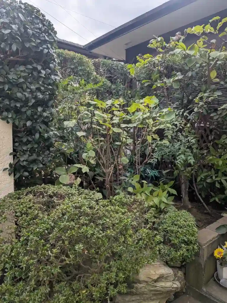 川崎市多摩区三田の玄関前における剪定作業完了後の仕上がり