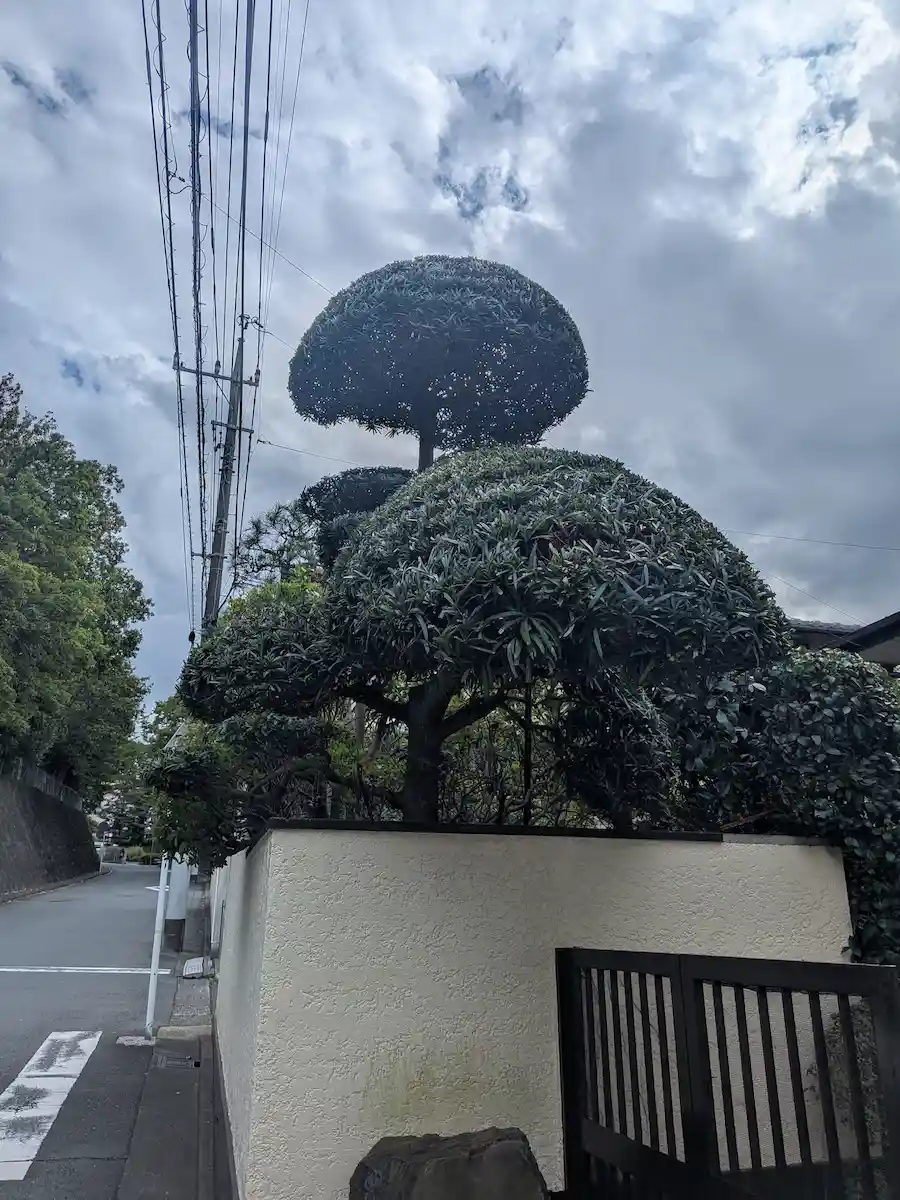 町田市でコニファーを剪定。高さを揃えてスッキリと整え、お家の外観が明るく綺麗になった様子