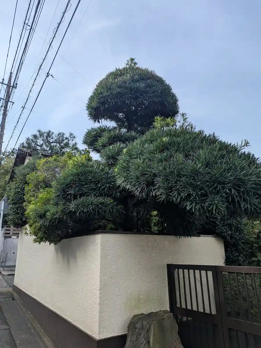 川崎市多摩区三田でのマキの玉散らし剪定作業前の様子