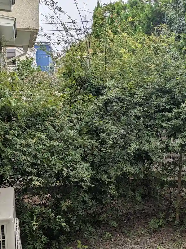 横浜市青葉区大場町でのモッコウバラの抜根前の様子