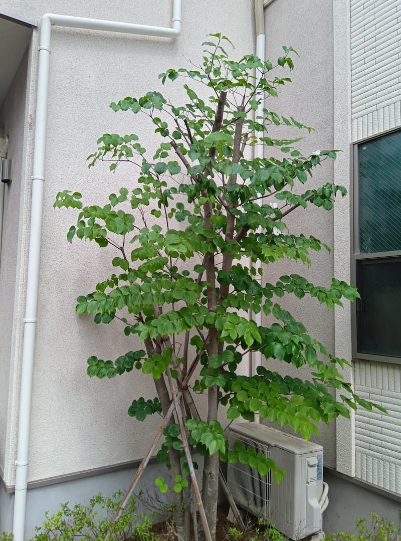 横浜市青葉区で大きくなりすぎたヤマボウシを強剪定。高さを下げてコンパクトに仕立て直した作業後