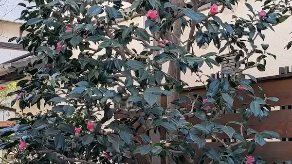 川崎市宮前区犬蔵のツバキ剪定事例|チャドクガを防ぐ透かし剪定で安心なお庭へ【植木屋涼風】