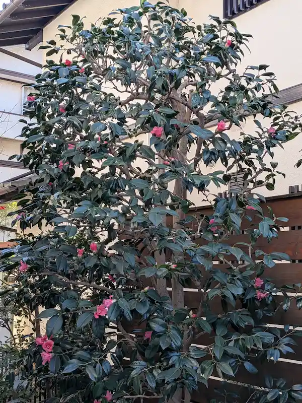 チャドクガ対策として透かし剪定を行い、風通し良くスッキリと仕上がった犬蔵のお庭のツバキ