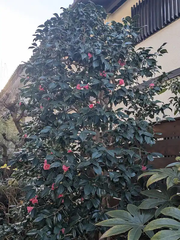 川崎市宮前区犬蔵にて、葉が密集しチャドクガの発生リスクが高まった剪定前のツバキ