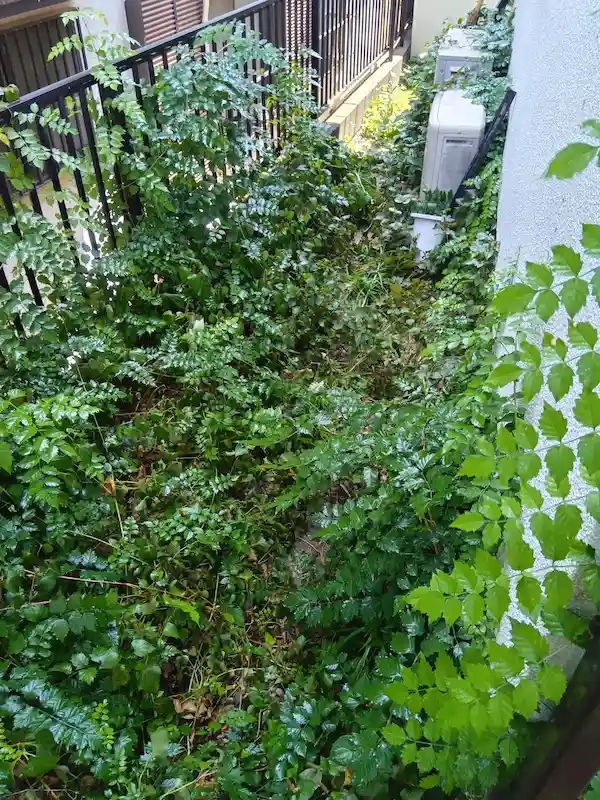 川崎市宮前区菅生の住宅街で、長年放置され雑草が茂り手に負えなくなったお庭の様子