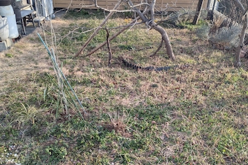 雑草が茂り、手入れが負担となっている造園施工前のお庭の様子