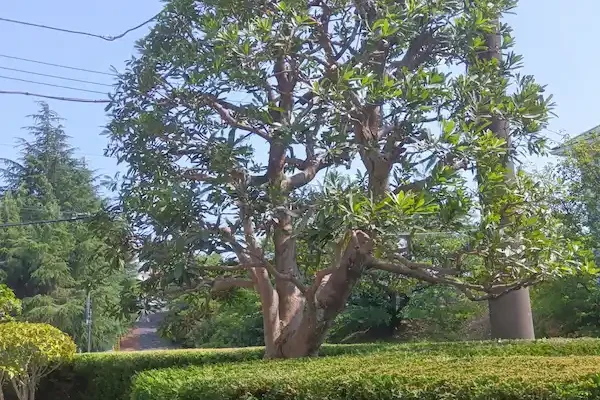 剪定と生垣の刈り込みを行い、美しいお庭の景観を維持した町田市成瀬台のヤマモモとレイランドヒノキ