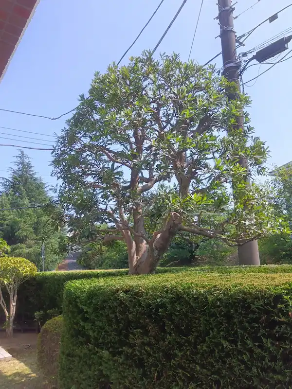 剪定と生垣の刈り込みを行い、美しいお庭の景観を維持した町田市成瀬台のヤマモモとレイランドヒノキ