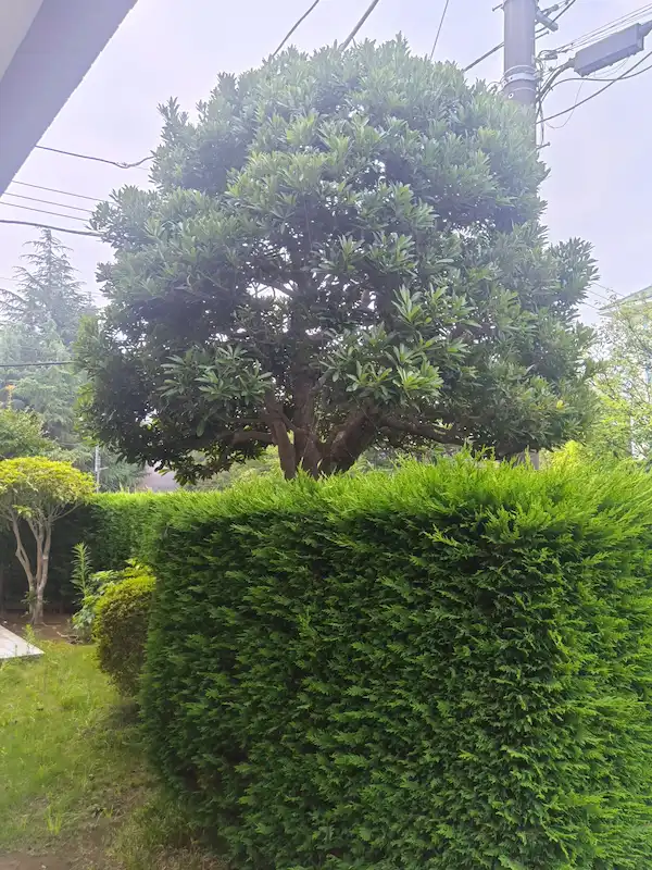 町田市成瀬台にて、毎年の定期的にお手入れをさせていただいているヤマモモとレイランドヒノキの生垣