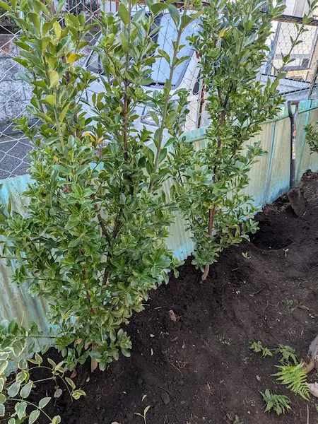 植木屋涼風による植栽工事サービス。お庭の環境やご要望に合わせて最適な樹木を選び、緑豊かで美しい空間を造り上げるプロの施工