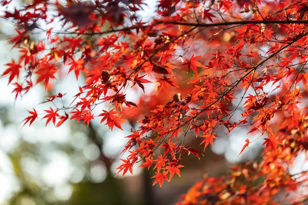 お庭のお悩みを解決する植木屋涼風（美しい紅葉の背景）