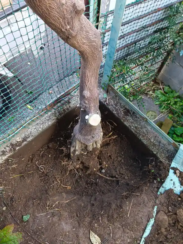 植木屋涼風による抜根作業中の様子。地中深く張った木の根を、安全かつ確実に取り除いているプロの施工風景