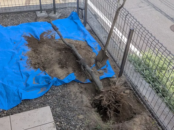 植木屋涼風による伐採・抜根サービス。大きくなりすぎた木や不要な切り株を安全・確実に取り除き、スッキリとしたお庭にするプロの技術