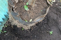 横浜市青葉区荏田北の植栽工事にて。植え付ける前に、根鉢を包んでいた素材（不織布など）の状態を確認し、必要に応じて取り除くなどの「根の処理」を行っている様子