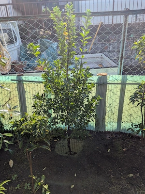 横浜市青葉区荏田北の植栽工事にて。たっぷりの水で根と土を密着させる「水極め」を行い、水分がしっかり根に届く「水鉢」を作って木が健やかに育つ環境を整えた仕上げの様子