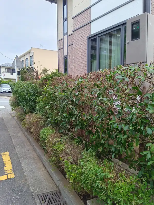 バリカンと手作業で美しく面を整え、道路への飛び出しも解消した市ヶ尾のレッドロビンの生垣