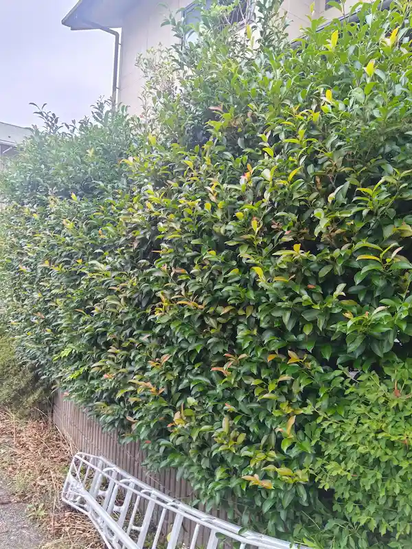 横浜市青葉区市ヶ尾にて、枝が伸び放題になり形が崩れてしまったレッドロビンの生垣