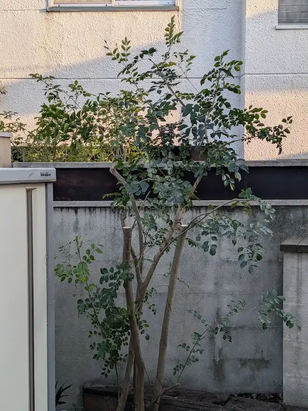 強剪定により高さを抑え、隣家や道路への枝伸びを解消しスッキリと仕上がった松風台のシマトネリコ