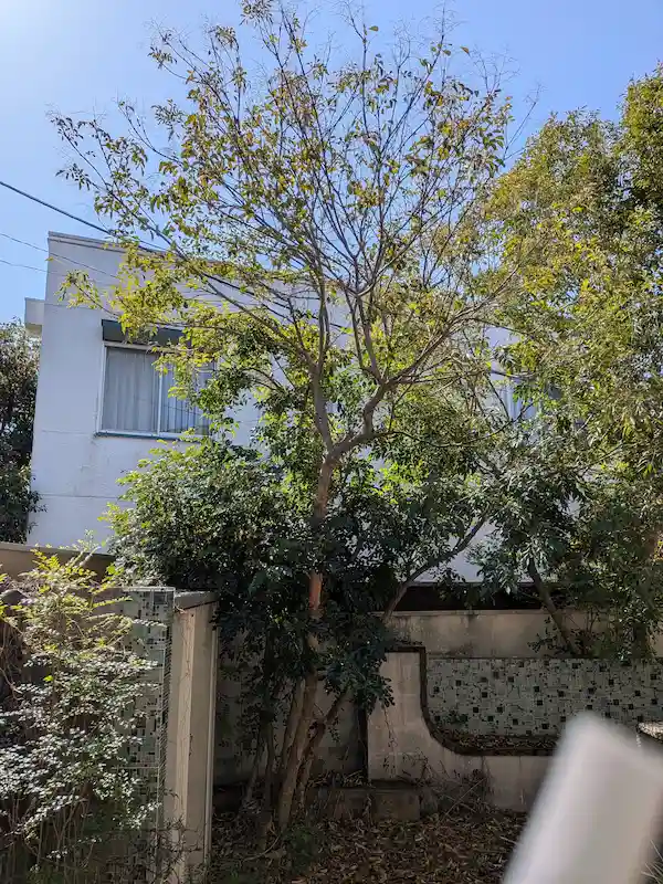 横浜市青葉区松風台にて、建物に届くほど大きく成長し強剪定が必要な状態のシマトネリコ