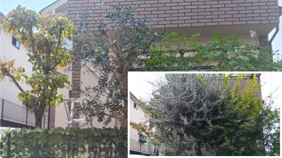 毎年暴れるオリーブとモミジを剪定で根本解決|植木屋涼風の施工事例(川崎市宮前区平)