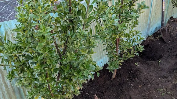 マサキの植栽で景観と目隠しの悩みを解消｜植木屋涼風の施工事例（横浜市青葉区荏田北）